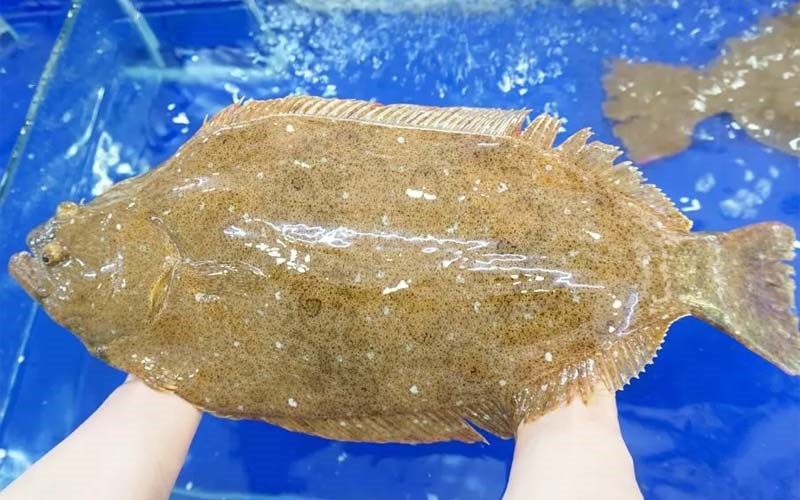 Giá cá bơn khá đắt so với thị trường cá nói chung