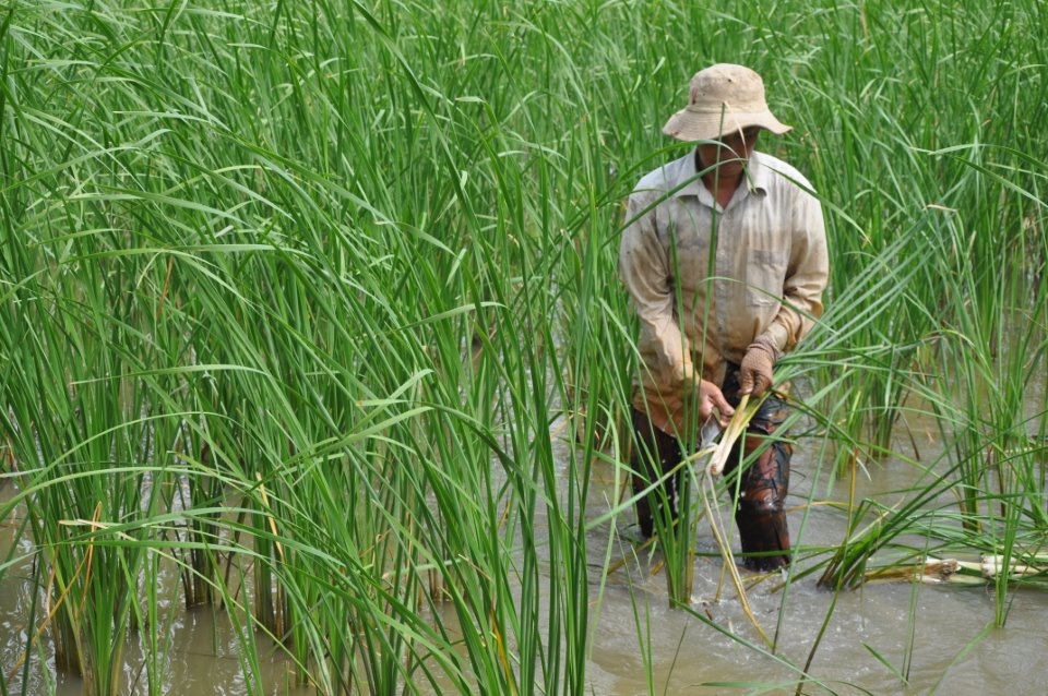 Bồn bồn - Hình 1