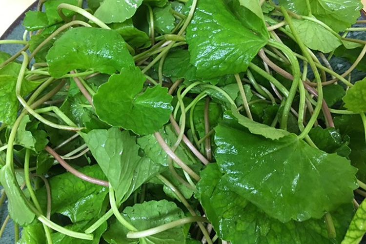 Chia sẻ 3 công thức làm nước ép rau má thanh mát (Hình 7)