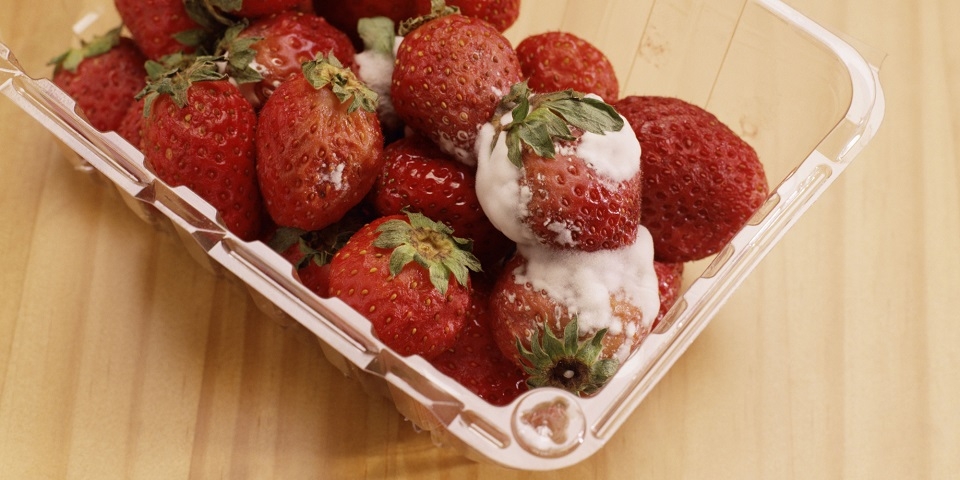 Nguyên nhân tủ lạnh bị hôi là do thực phẩm bị nấm mốc