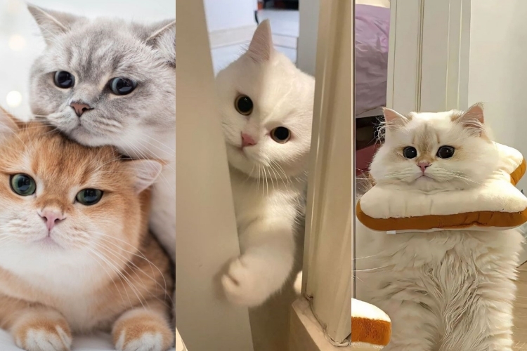 50+ hình nền mèo cute cực chất trang trí điện thoại, máy tính