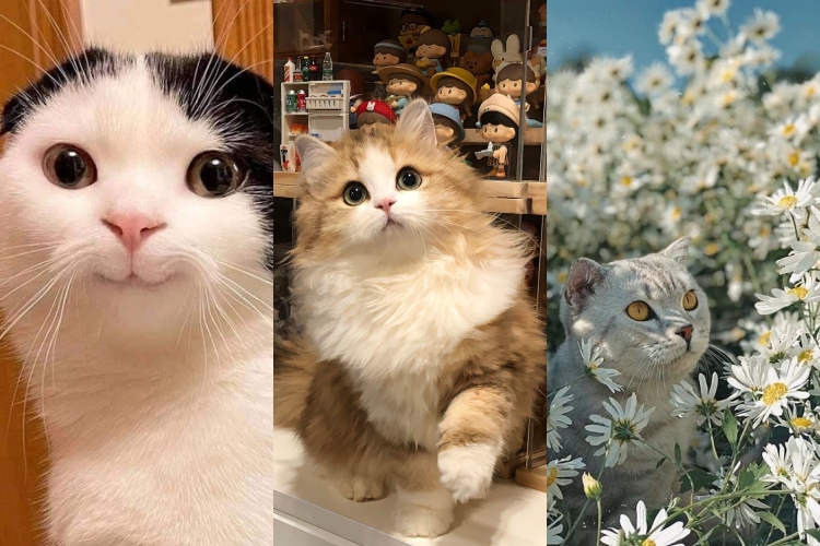 50+ hình nền mèo cute cực chất trang trí điện thoại, máy tính