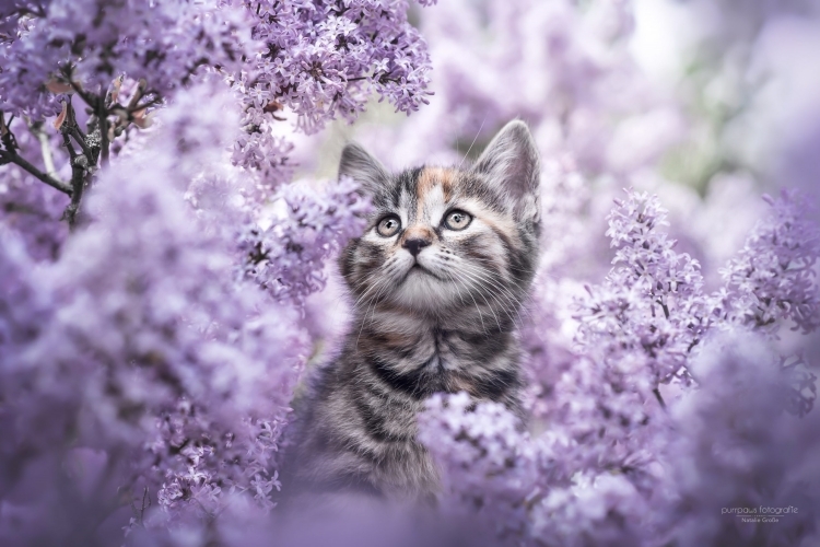 50+ hình nền mèo cute cực chất trang trí điện thoại, máy tính