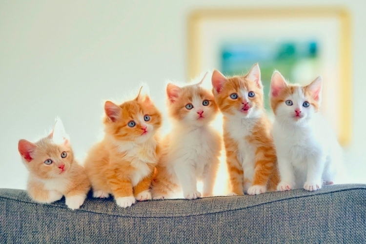 50+ hình nền mèo cute cực chất trang trí điện thoại, máy tính