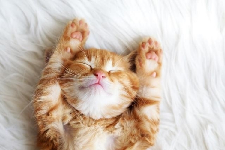50+ hình nền mèo cute cực chất trang trí điện thoại, máy tính