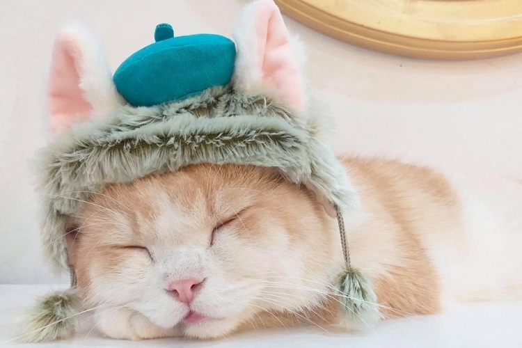 50+ hình nền mèo cute cực chất trang trí điện thoại, máy tính