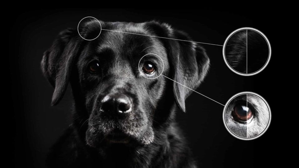 aipq gen 3 của tivi tcl là gì 2