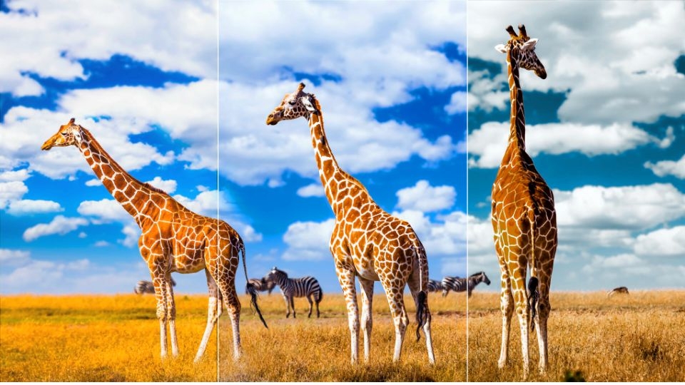 aipq gen 3 của tivi tcl là gì 3