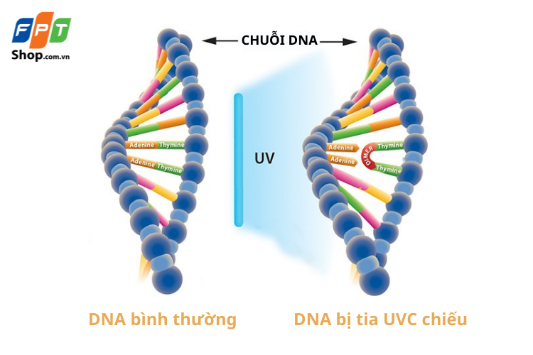 Cơ chế tiêu diệt vi khuẩn của công nghệ UVC