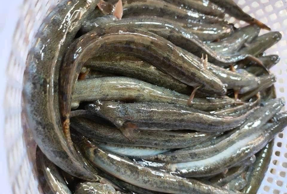 Sơ chế nguyên liệu