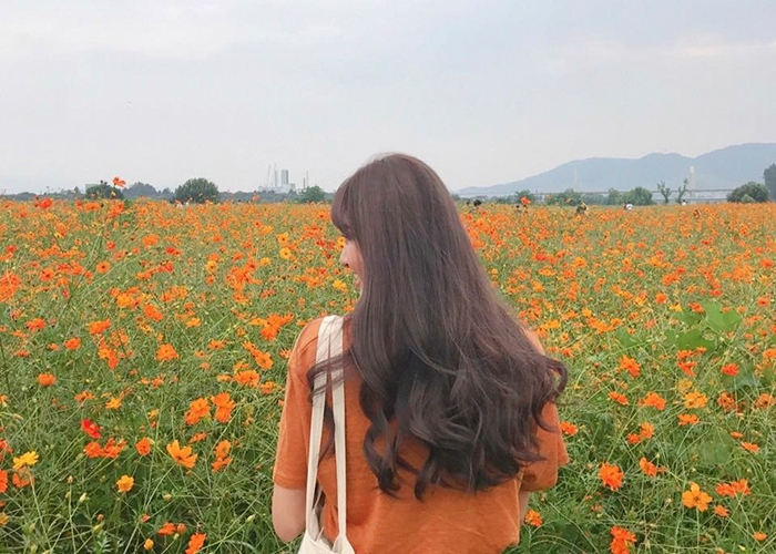 Chụp ảnh hoa tươi