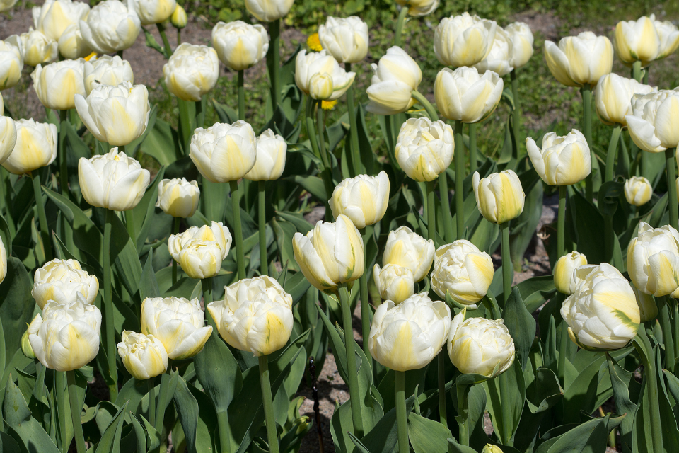 Hoa tulip trắng 3