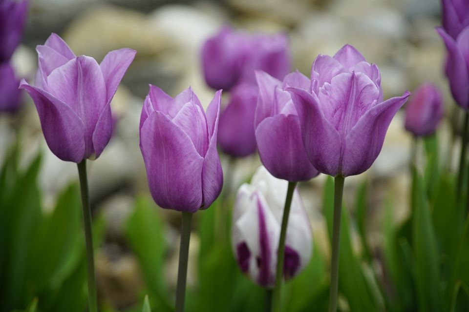 Hoa tulip tím 1
