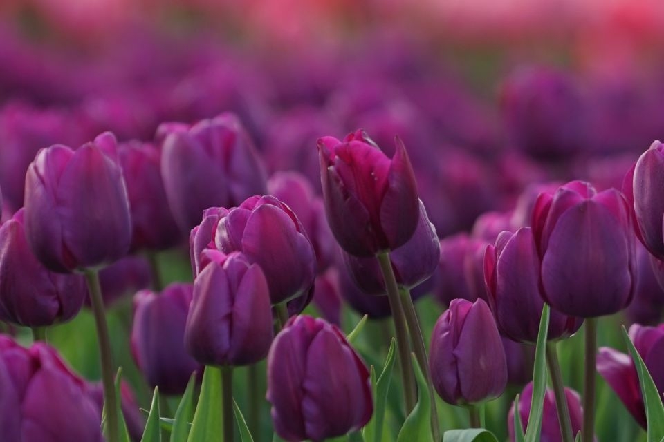 Hoa tulip tím 2