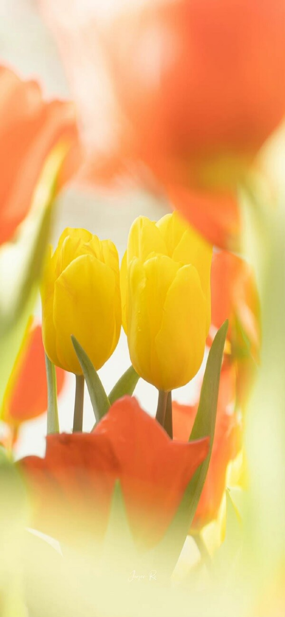 Hình nền điện thoại hoa Tulip 13