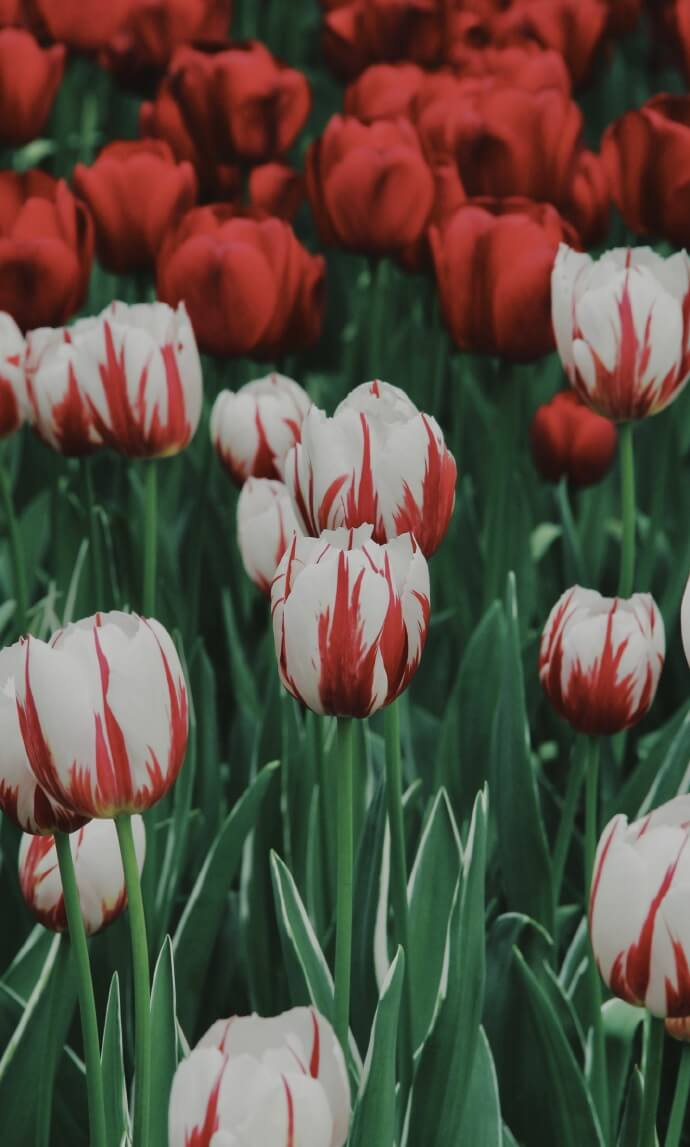 Hình nền điện thoại hoa Tulip 15