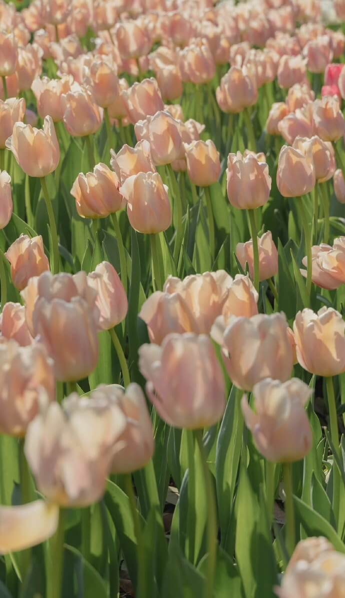 Hình nền điện thoại hoa Tulip 11