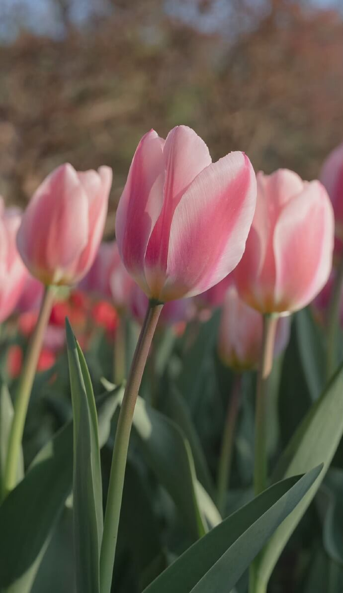 Hình nền điện thoại hoa Tulip 12