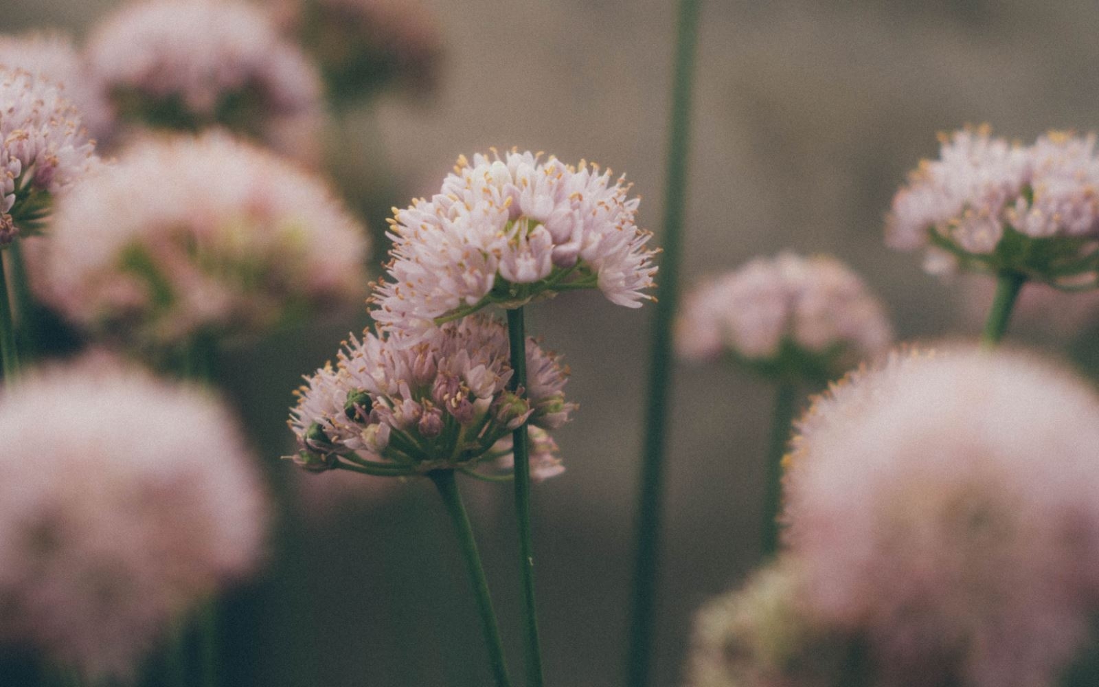 Cảnh thiên nhiên hoài cổ 3