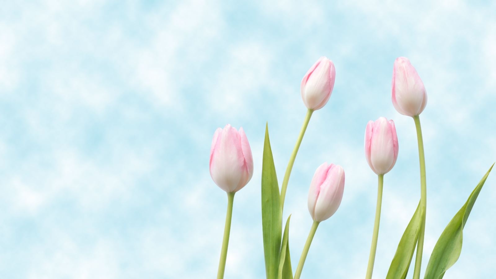 Hình nền PowerPoint dễ thương, đáng yêu 8