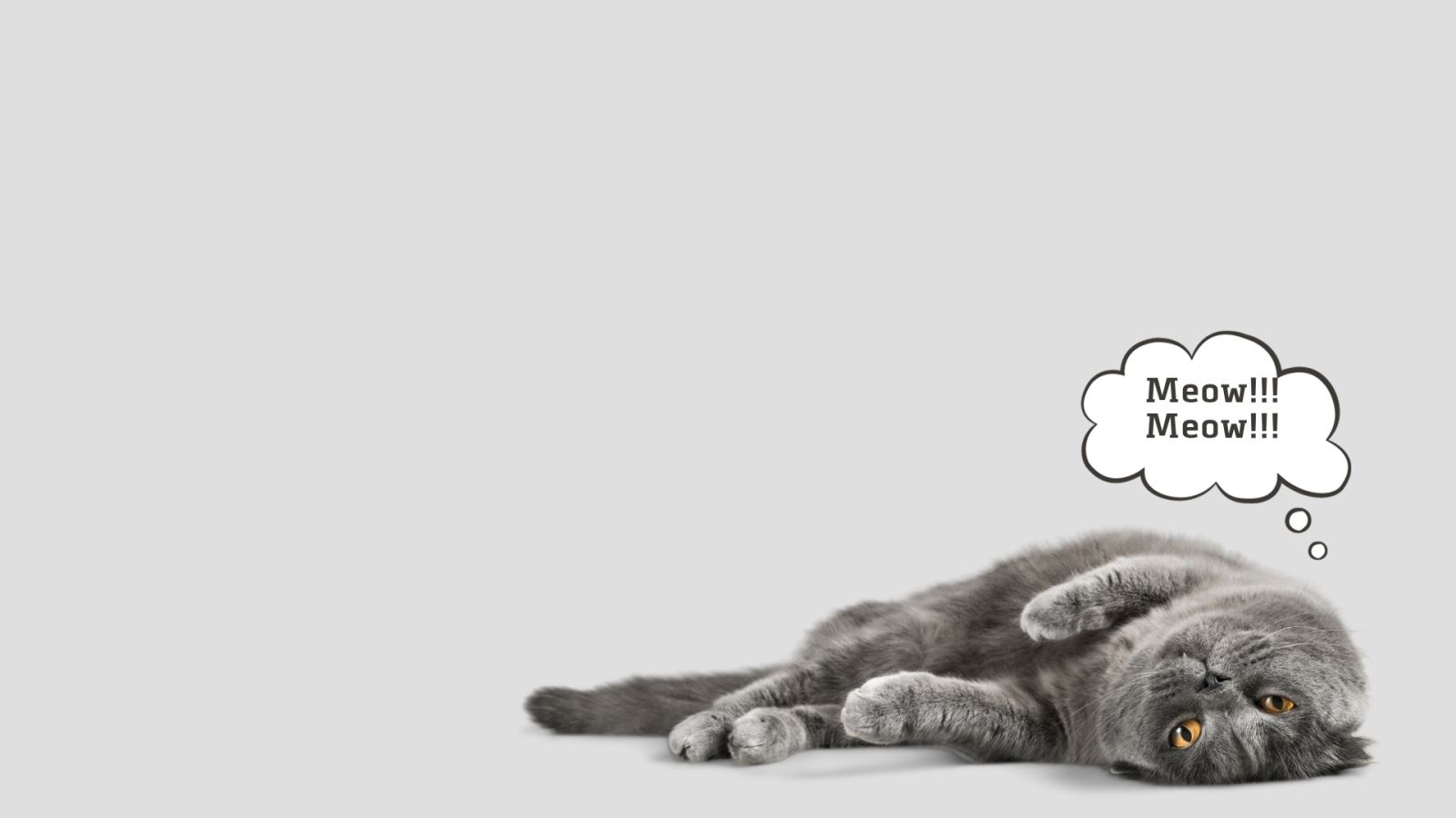 Hình nền PowerPoint hài hước, phá cách 3