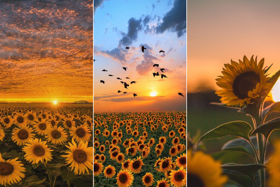 Hình nền điện thoại 2