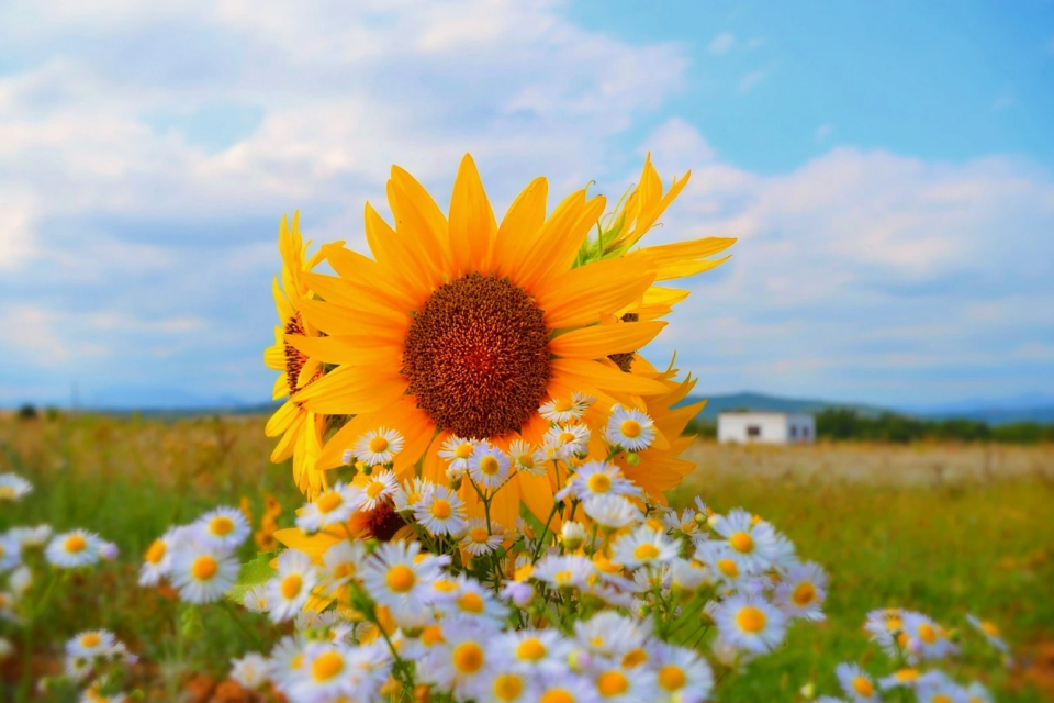 Hoa hướng dương 2