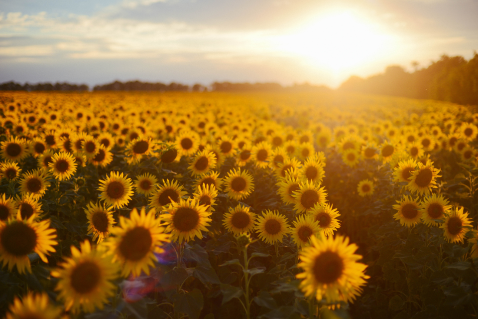 Hoa hướng dương dưới hoàng hôn 2