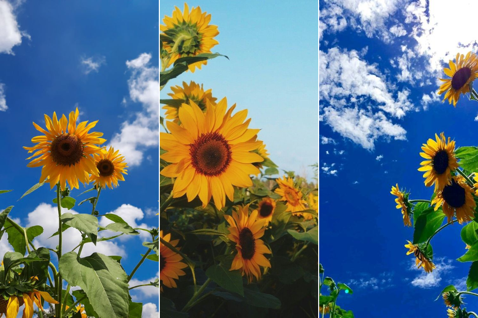 Hình nền điện thoại 1