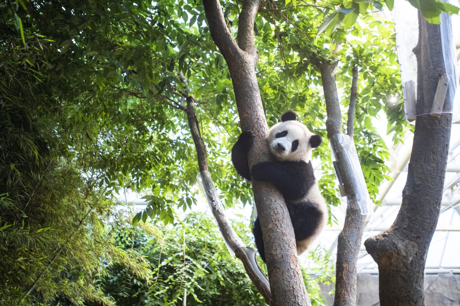 Vận động viên leo cây cừ khôi