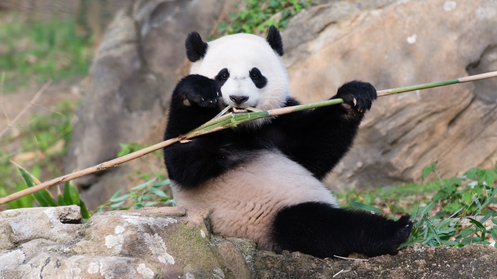 gấu trúc là quốc bảo của Trung Quốc