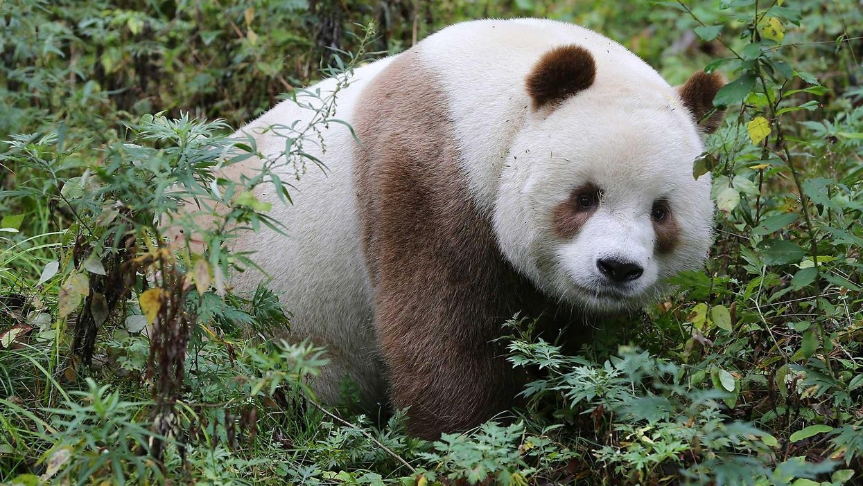 Thất Tử, chú gấu trúc màu nâu duy nhất trên thế giới