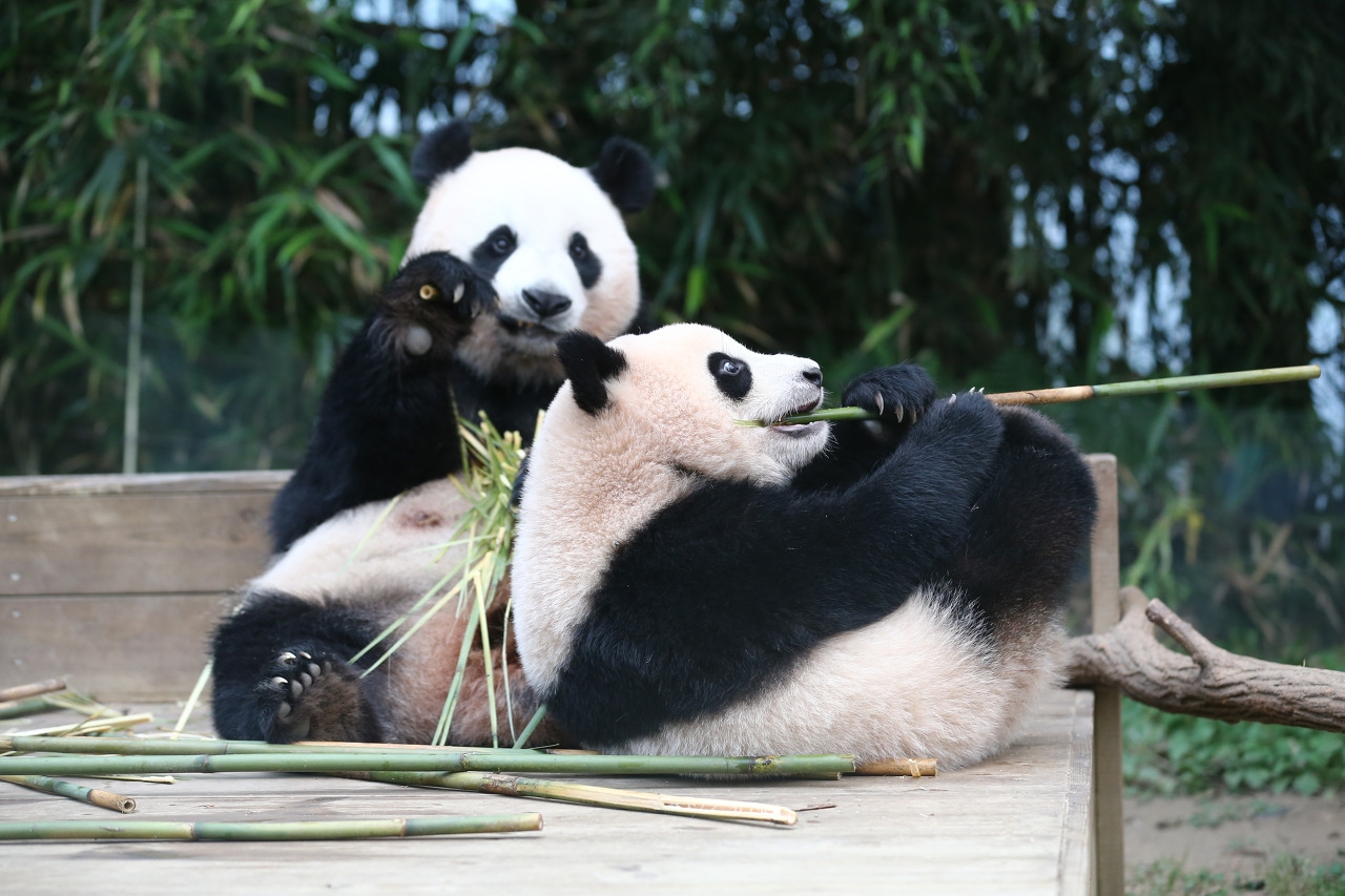 Mẹ con Aibao - Fubao