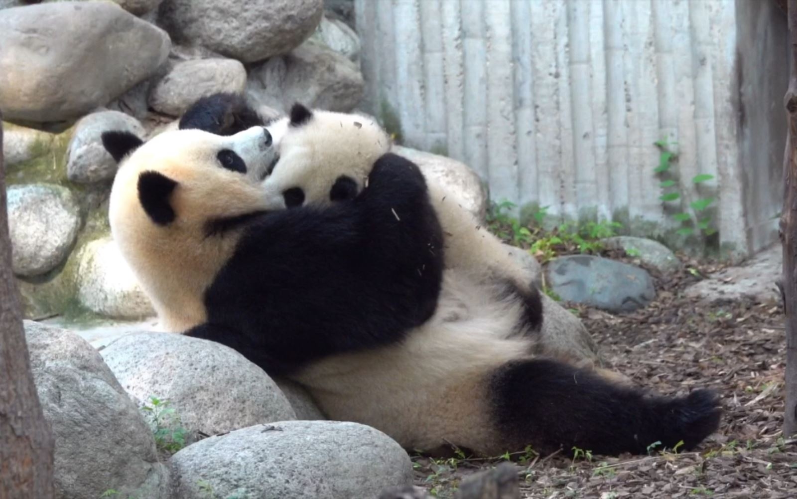 Mẹ con gấu trúc Viên Nhuận - Hoa Hoa ở Thành Đô