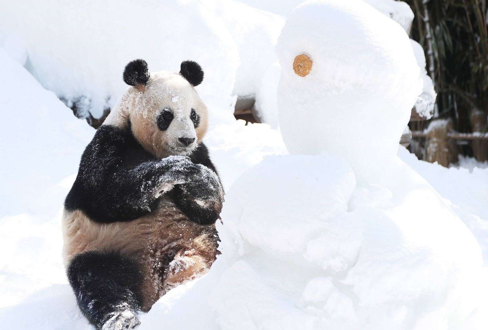 Aibao thích thú nghịch tuyết