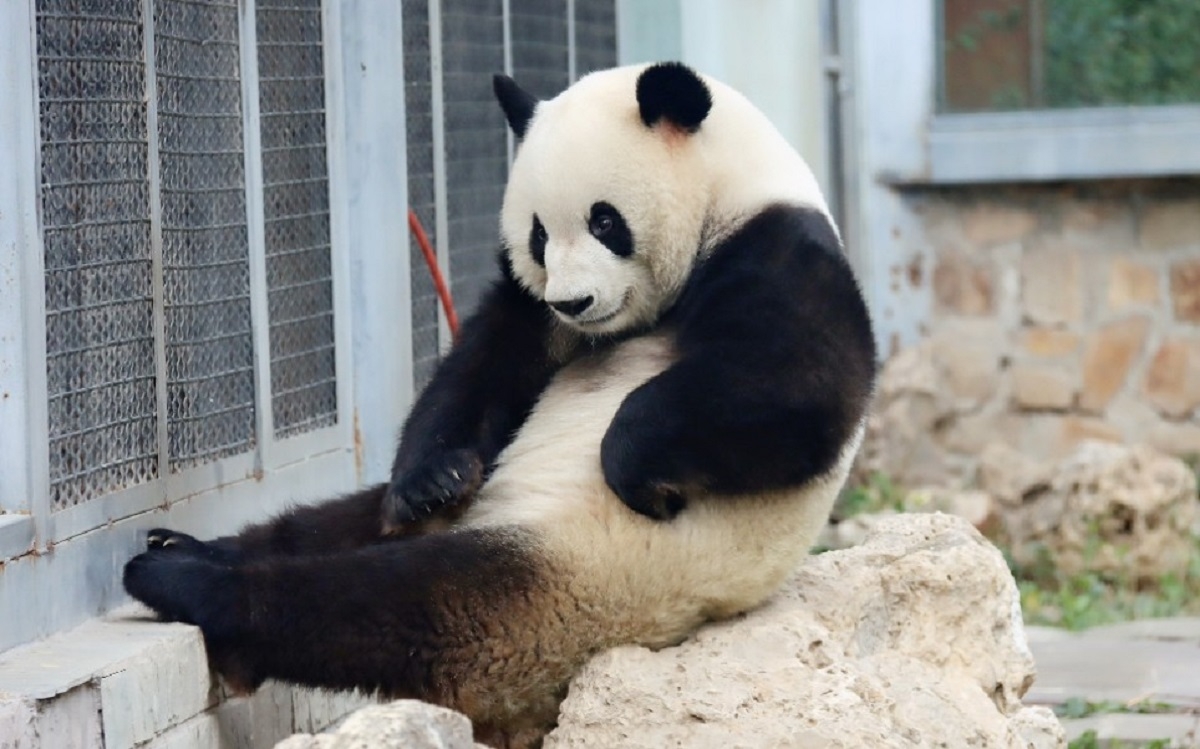 Biểu tượng của Âm - Dương