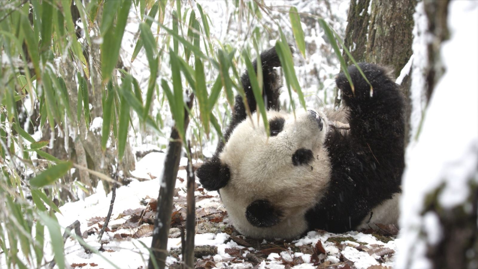 gấu trúc hoang dã ngoài tự nhiên