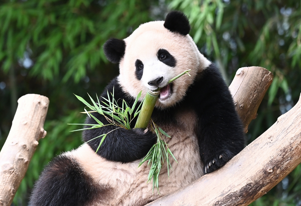 Ngón tay giả giúp gấu trúc nắm bắt thân cây tre một cách thuận tiện