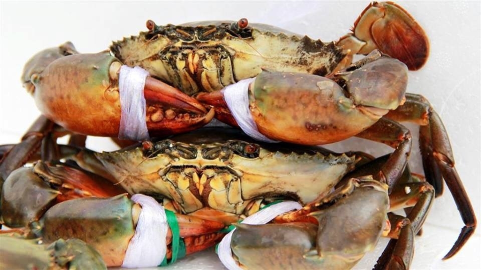 Cách chọn cua biển ngon và chắc thịt, chế biến món nào cũng ngon miệng, bổ dưỡng 3