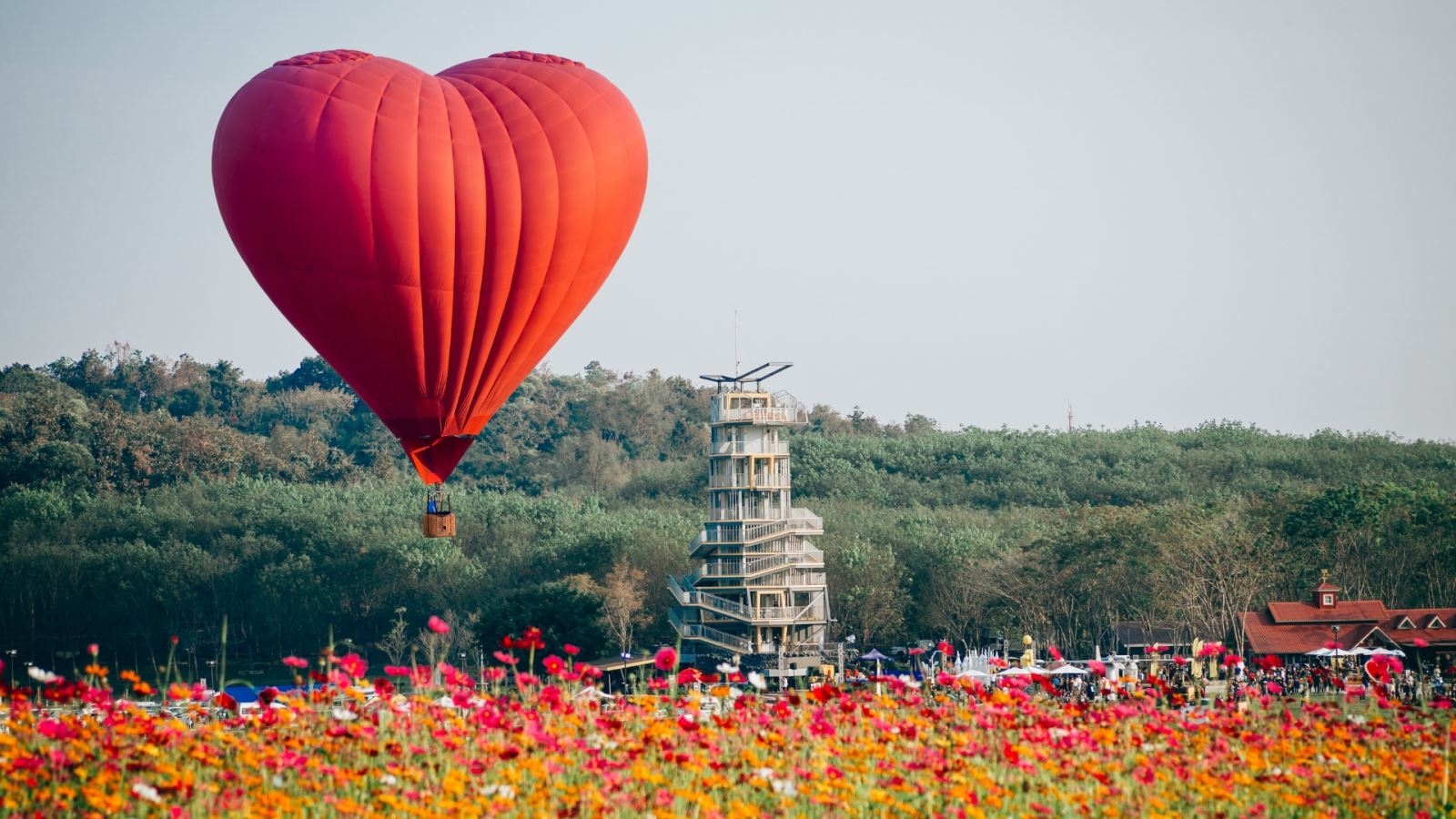 Hình nền khinh khí cầu và cánh đồng hoa 5