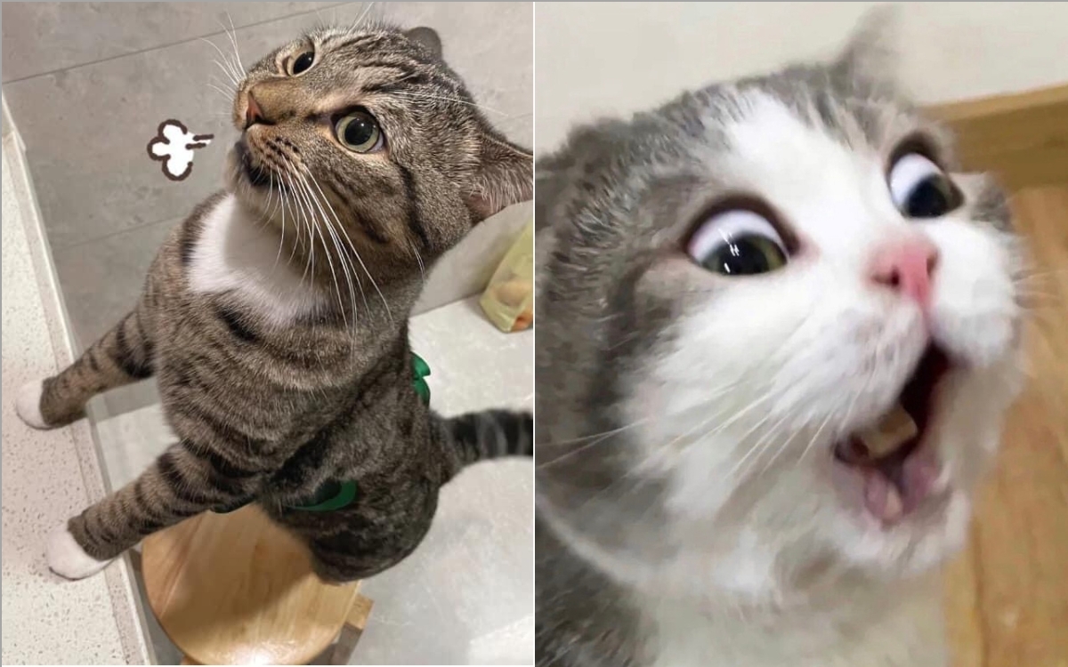 Tổng hợp 1001+ Meme Mèo dễ thương nhất, các Sen lưu ngay cho trẫm