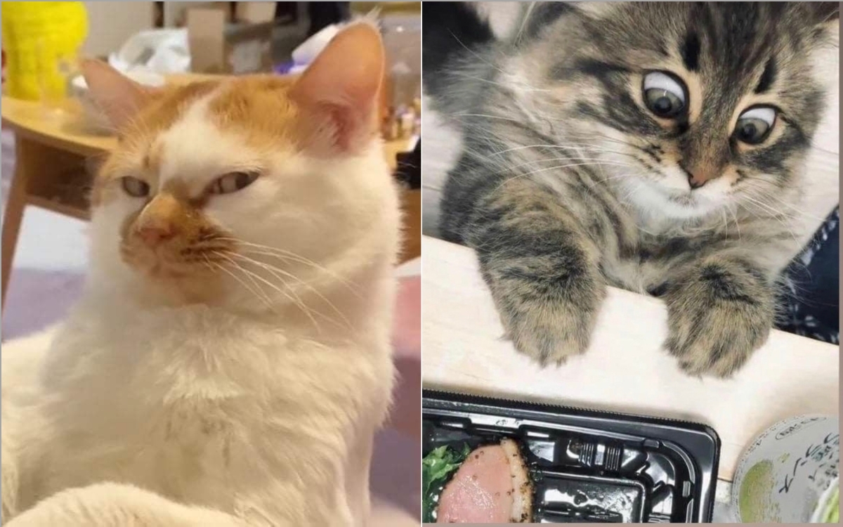 Meme mèo biểu cảm 3