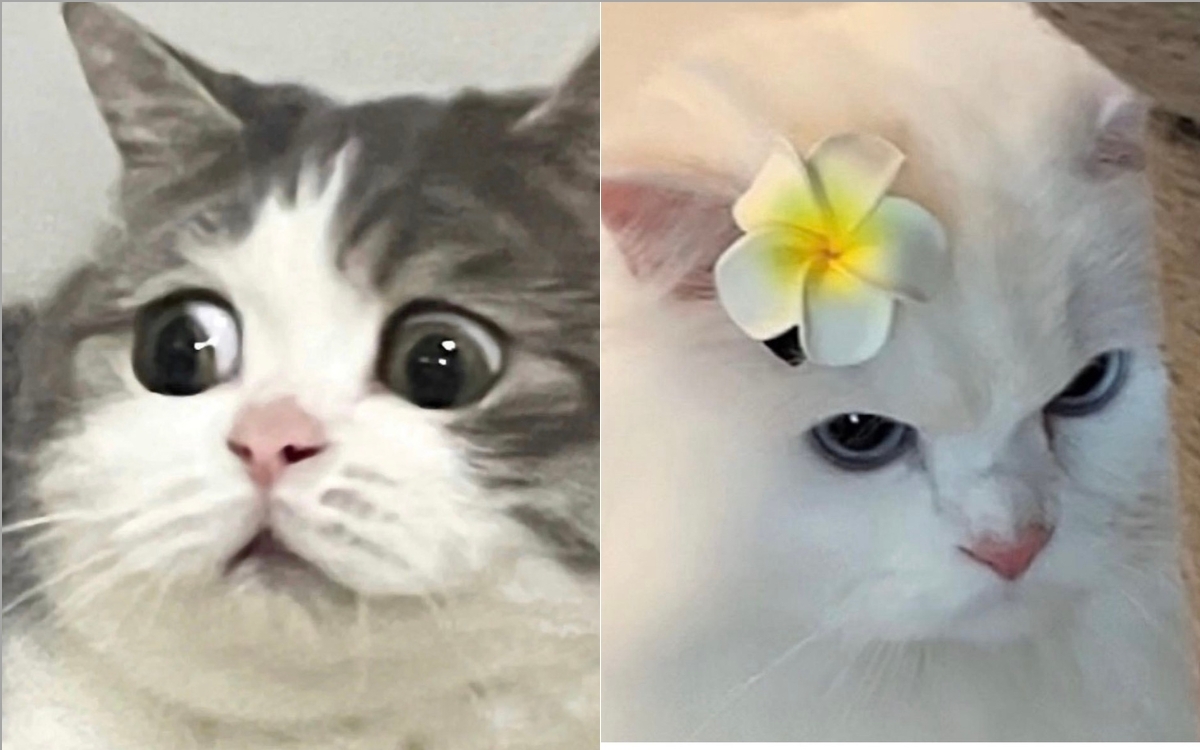 Meme mèo biểu cảm 4