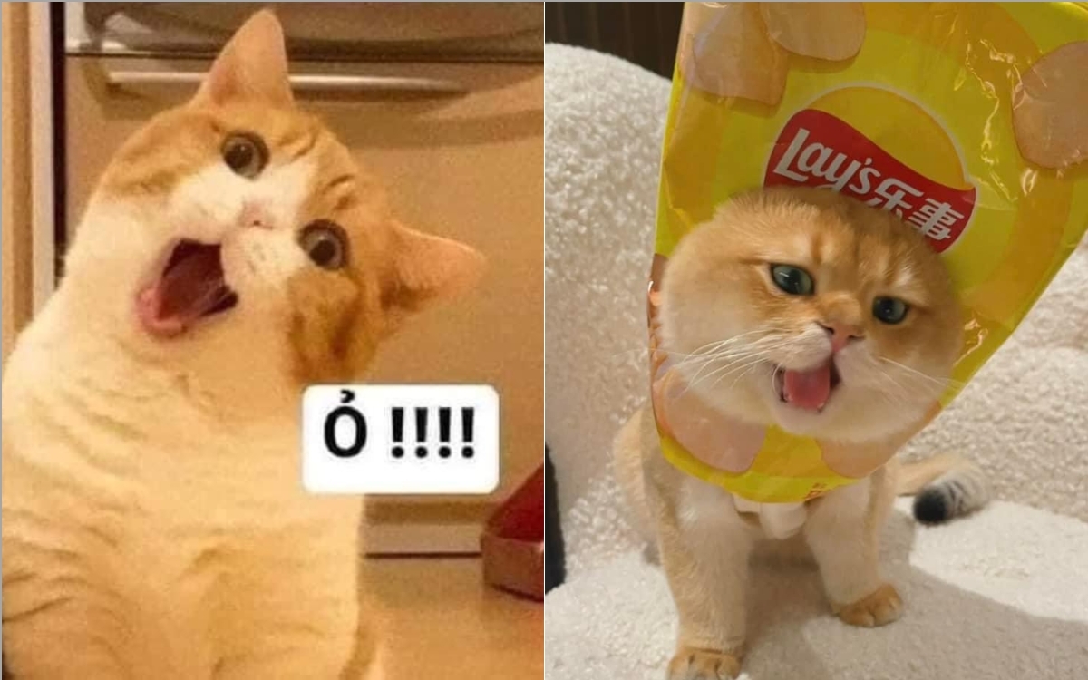 Meme mèo dễ thương 2