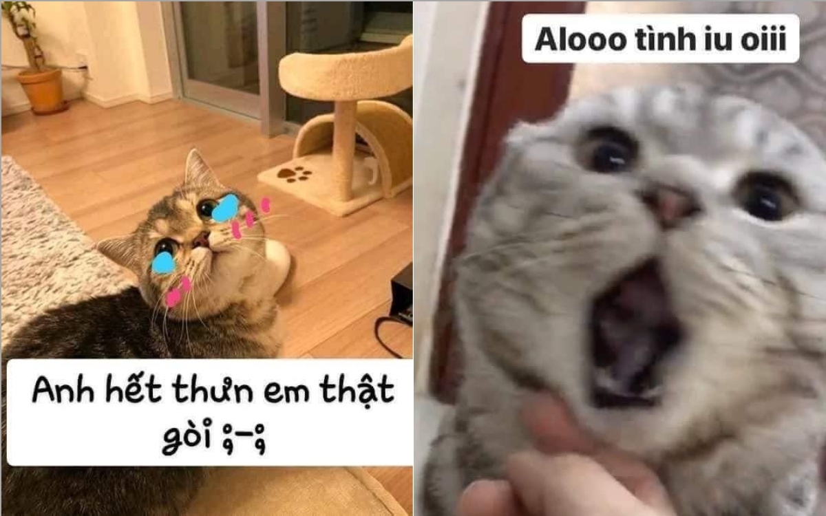 Meme mèo dễ thương 3