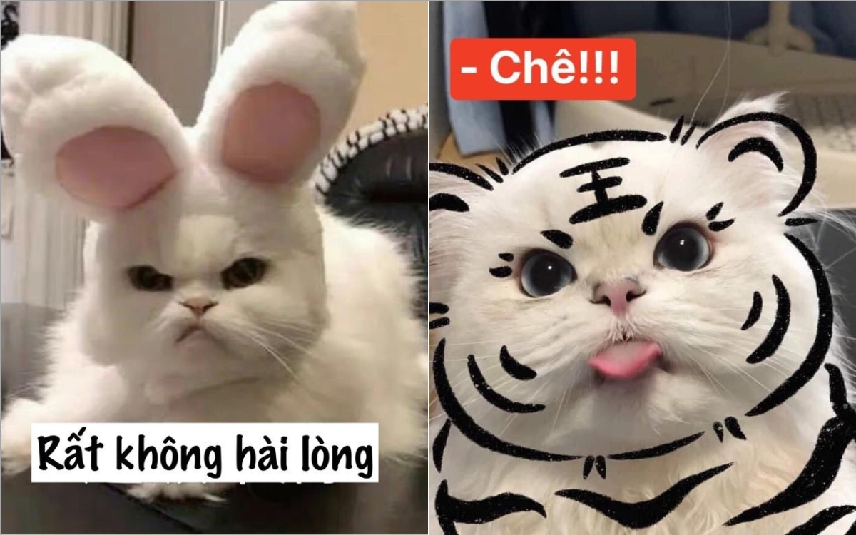 Meme mèo hài hước 3