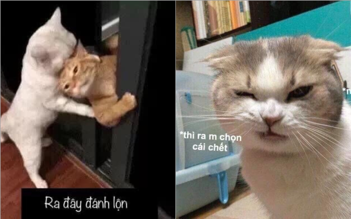 Meme mèo hài hước 4