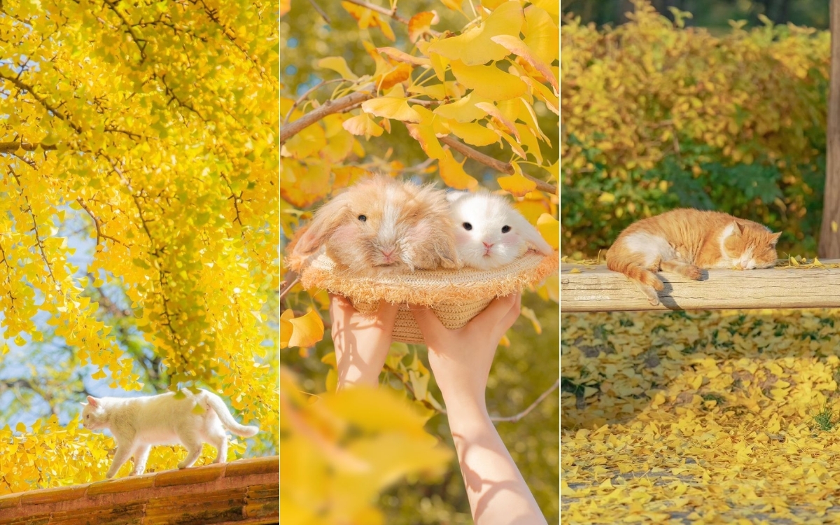 Hình nền điện thoại màu vàng dễ thương 2