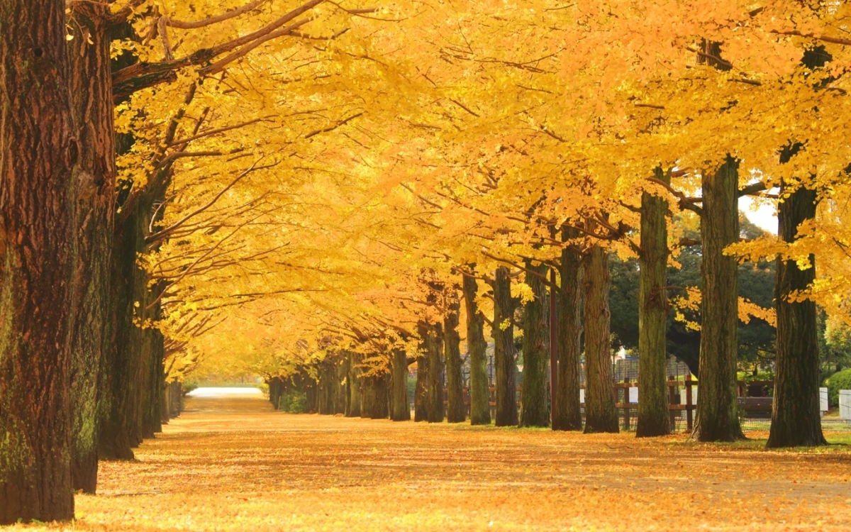 Hình nền máy tính màu vàng về phong cảnh 1