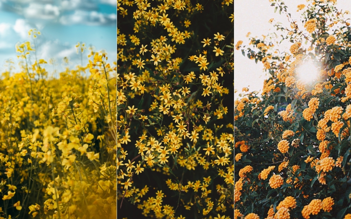 Hình nền điện thoại màu vàng về hoa 2